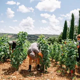 Expérience Vendanges 2026 au Château de la Crée