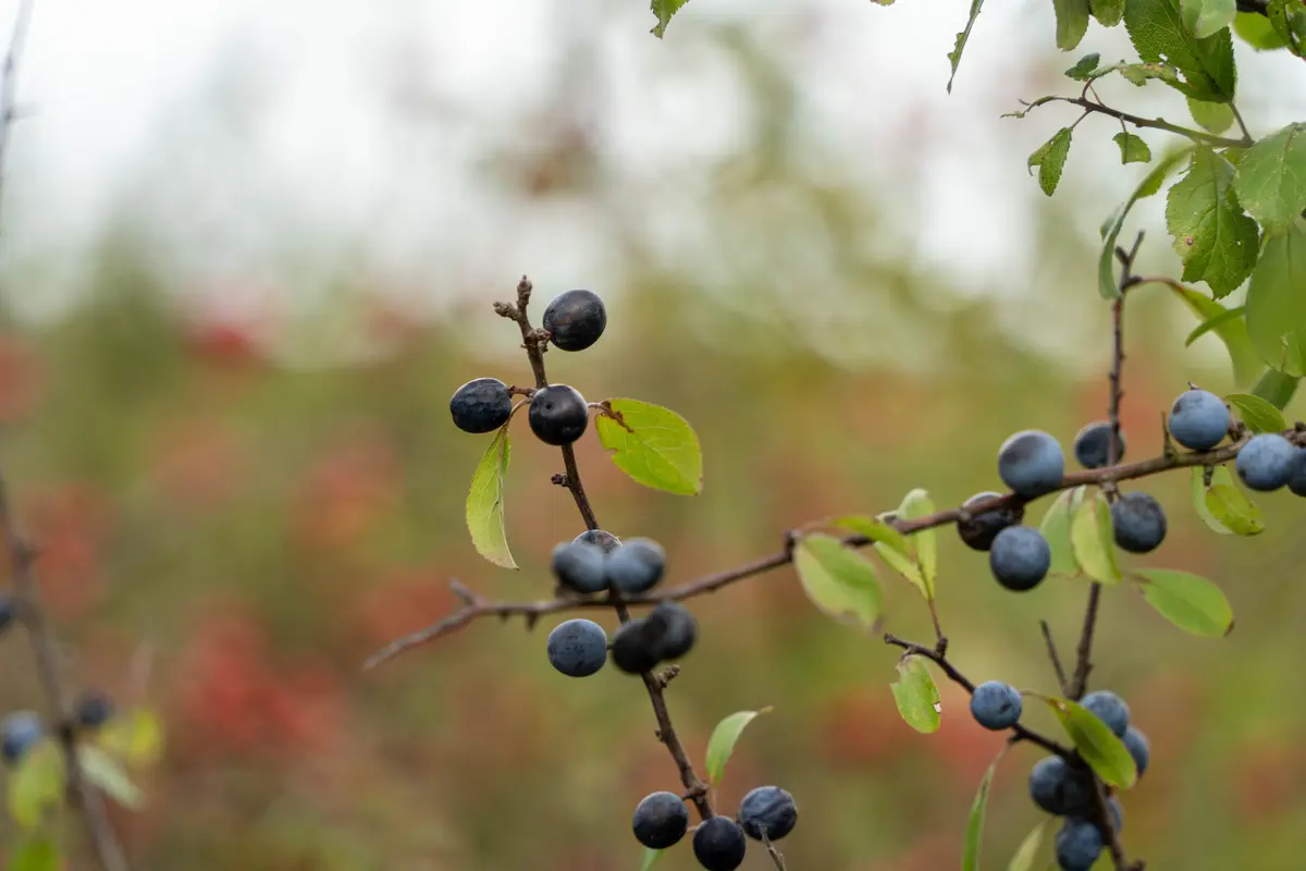 Exploration botanique : alliances cachées des plantes et des animaux