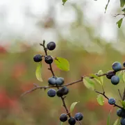 Exploration botanique : alliances cachées des plantes et des animaux