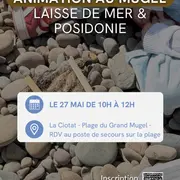Exploration des trésors naturels dans la laisse de mer et de la posidonie sur la plage du Grand Mugel