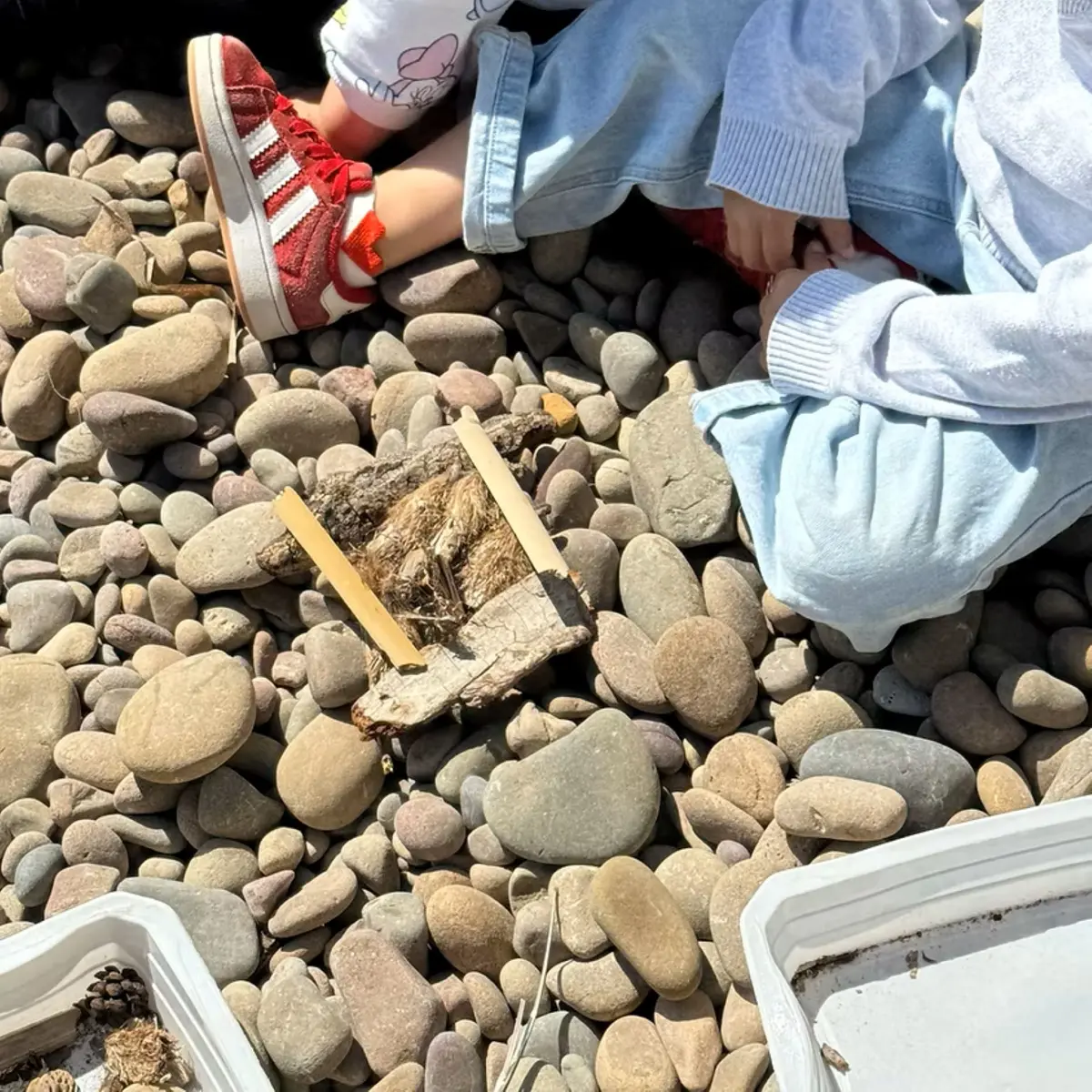 Exploration des trésors naturels dans la laisse de mer et de la posidonie sur la plage du Grand Mugel