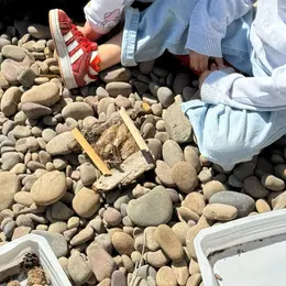 Exploration des trésors naturels dans la laisse de mer et de la posidonie sur la plage du Grand Mugel