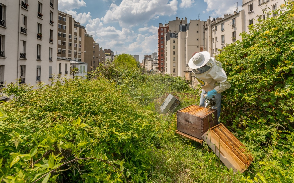 Exposition Abeilles en Ville -  CityBzz à Bercy Encore