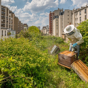 Expo Abeille en Ville