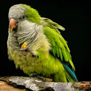 Expo bourse d'oiseaux