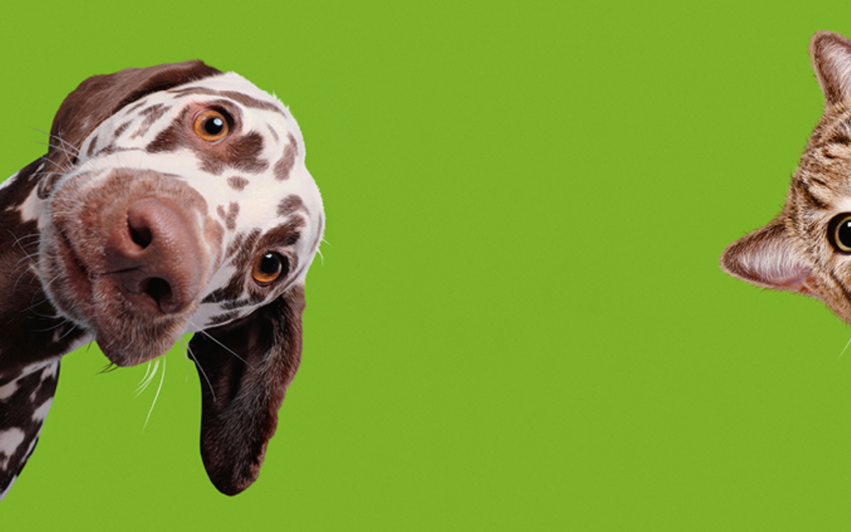 « Chiens et chats » à la Cité des sciences