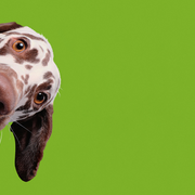 Expo « Chiens et chats » à la Cité des sciences