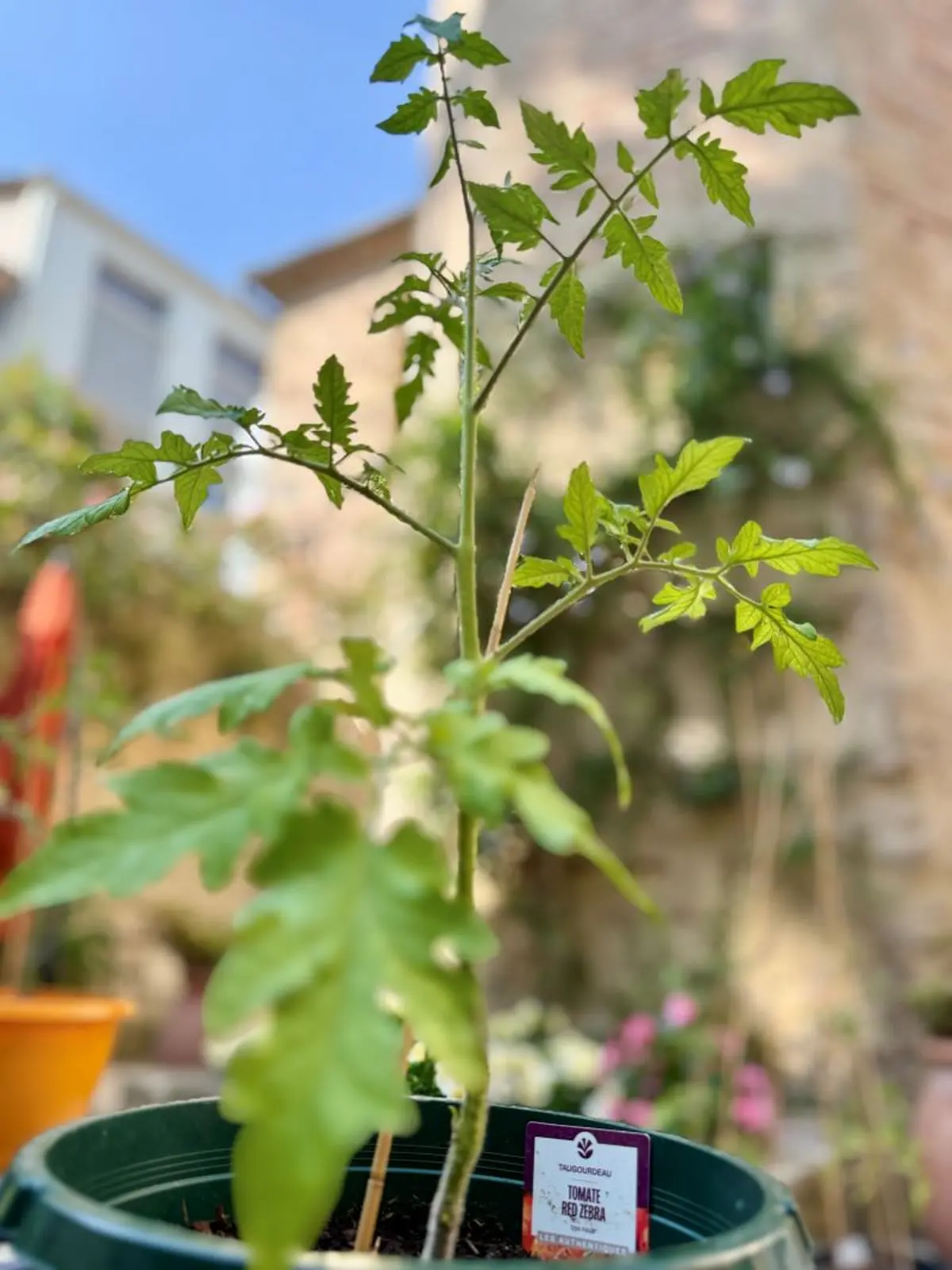 Exposition 50 nuances de tomates