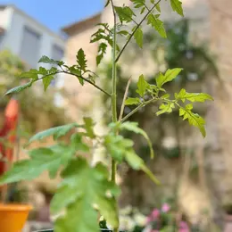 Exposition 50 nuances de tomates