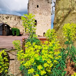 Exposition au Donjon de Mme De Boissieu, Capdenac le Haut