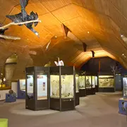Exposition au muséum d'histoire naturelle de Blois
