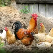 Exposition avicole régionale