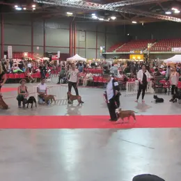 Exposition canine internationale de Martigues