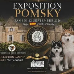 Exposition Canine Pomsky