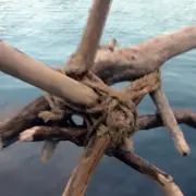 Exposition Ciel, Ruisseau, Racines