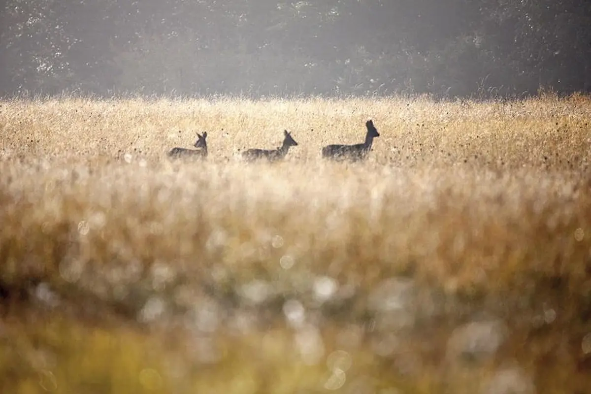 Exposition Collective De Photographies : « Exprime Ta Nature ! » De Claude Davignon