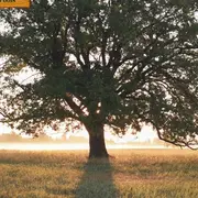 Exposition Comme un arbre