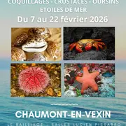 Exposition: Coquillages-Crustacés-Oursins-Etoiles de mer