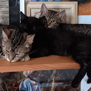 Exposition d'œuvres animalières