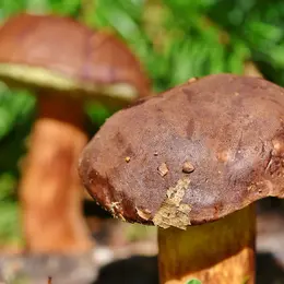 Exposition de champignons