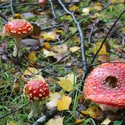Exposition de champignons