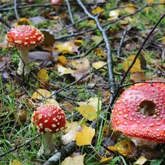 Exposition de champignons
