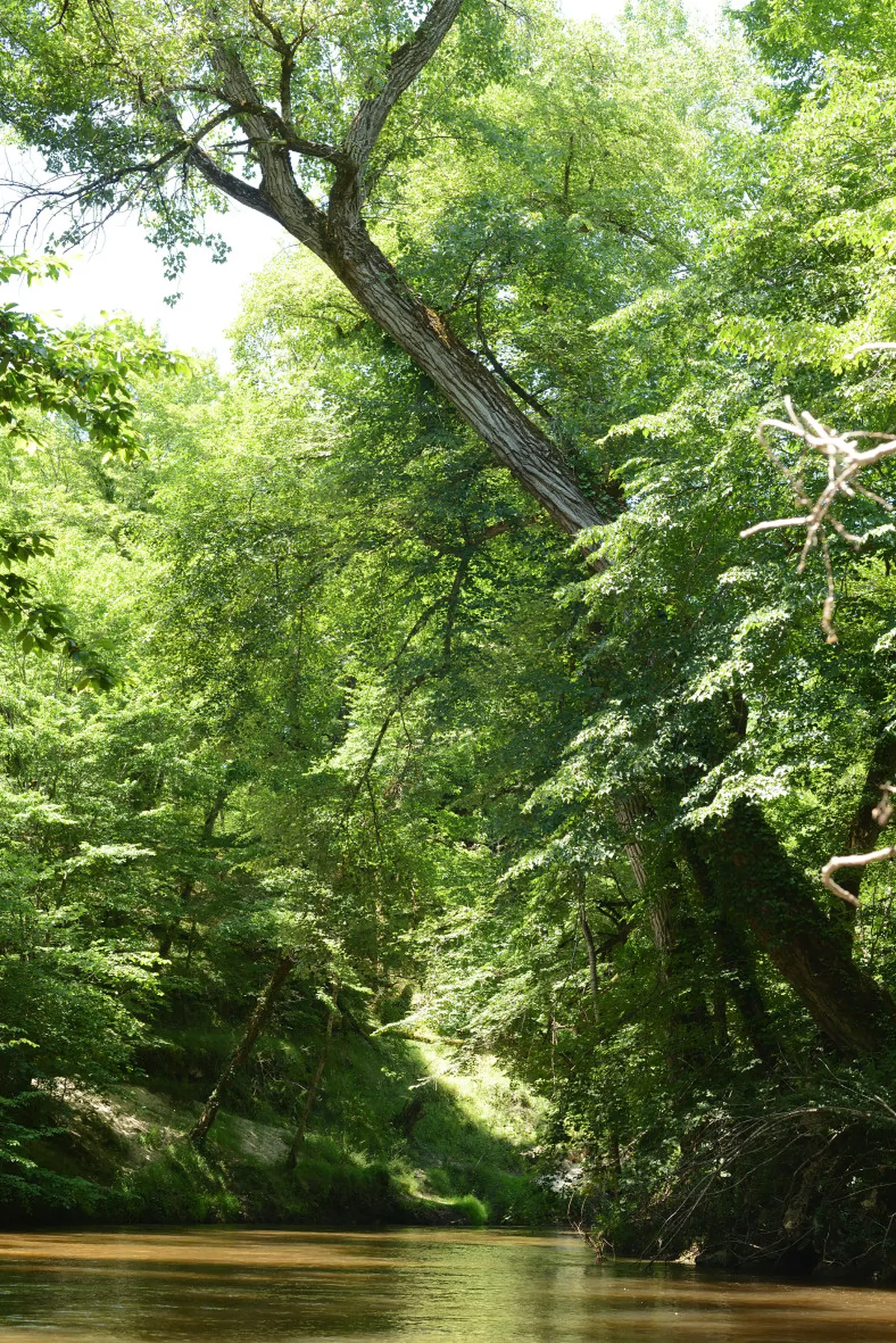 Exposition de Christophe Delaleau - Hêtre au monde