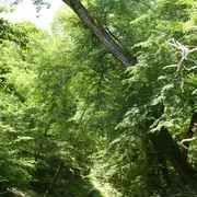 Exposition de Christophe Delaleau - Hêtre au monde