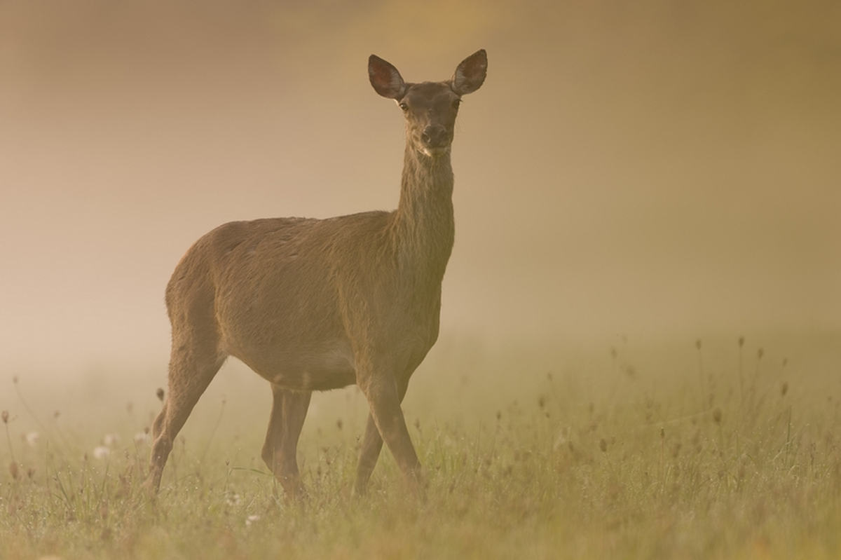 Exposition de la Maison de Loire : Les yeux dans les yeux
