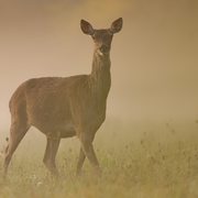 Exposition de la Maison de Loire : Les yeux dans les yeux