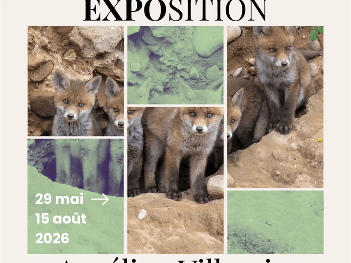 Exposition de photographie : Aurélien Villemin - Vosges, Terre du sauvage