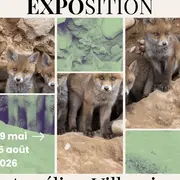 Exposition de photographie : Aurélien Villemin - Vosges, Terre du sauvage