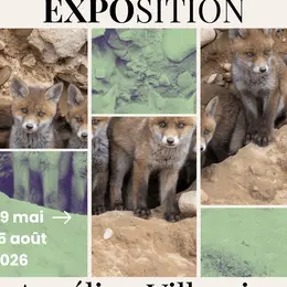 Exposition de photographie : Aurélien Villemin - Vosges, Terre du sauvage