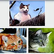 Exposition de photographies au Village Fromager - Livarot