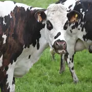 Exposition de photographies des animaux et du monde agricole de Céline REY au Village Fromager - Livarot