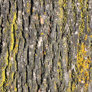 Exposition de photographies : Etats de bois - Ecorces