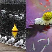 Exposition de photographies – photomontages et peintures