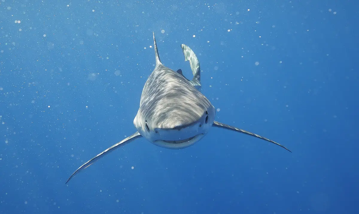 Exposition Découverte du Gouf de Capbreton