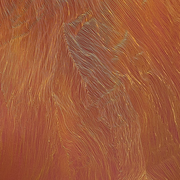 Exposition : Doonooch Mabra - Owl Eyes | Dans le sillage de la chouette