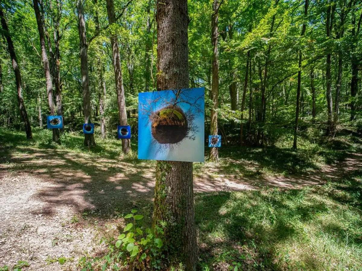 Exposition En Forêt.