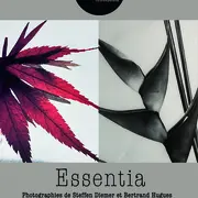 Exposition : Essentia