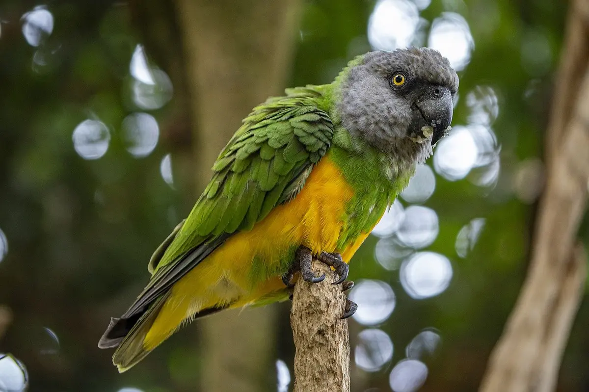 Exposition et bourse d'échange aux oiseaux exotiques