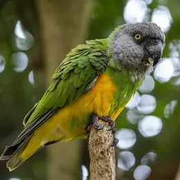 Exposition et bourse d'échange aux oiseaux exotiques