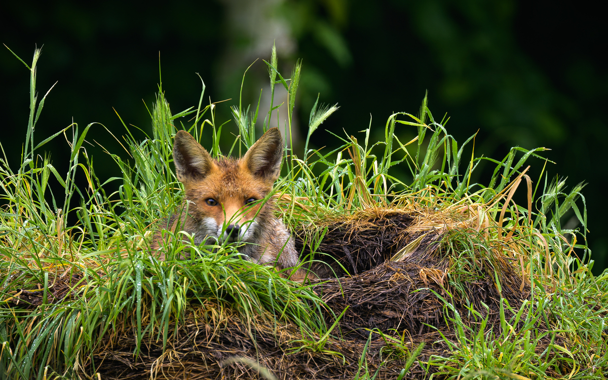 Exposition & jeux : à la rencontre des animaux mal-aimés