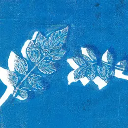 Exposition - Exploration cyanotype