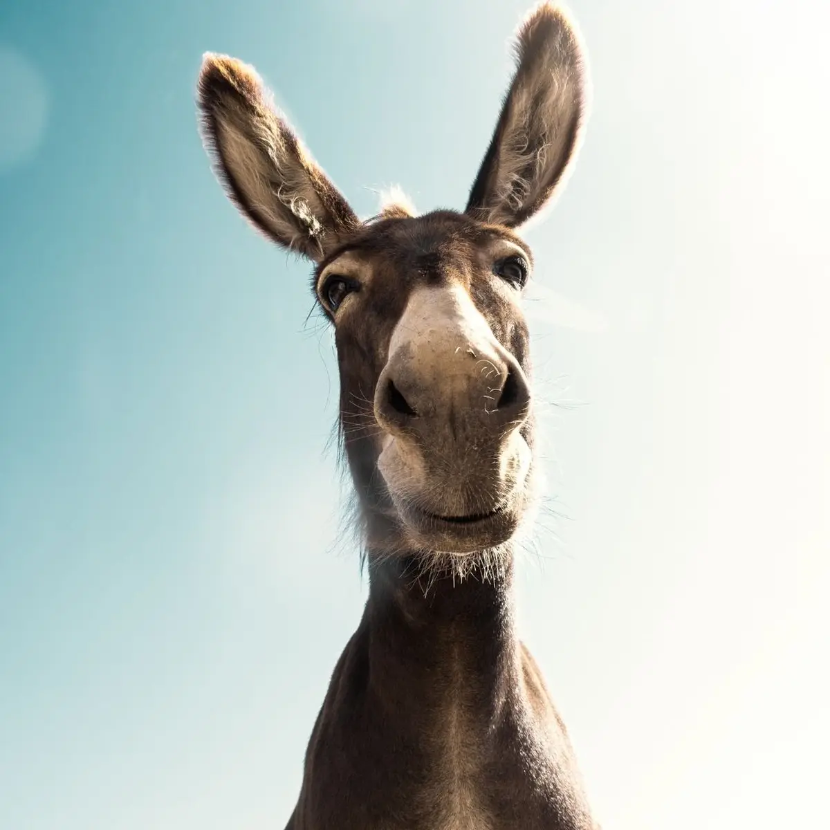 Exposition Expressions animales