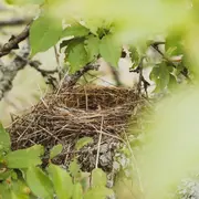 Exposition Faire son nid