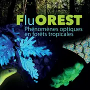 Exposition FluOREST - Phénomènes optiques en forêts tropicales