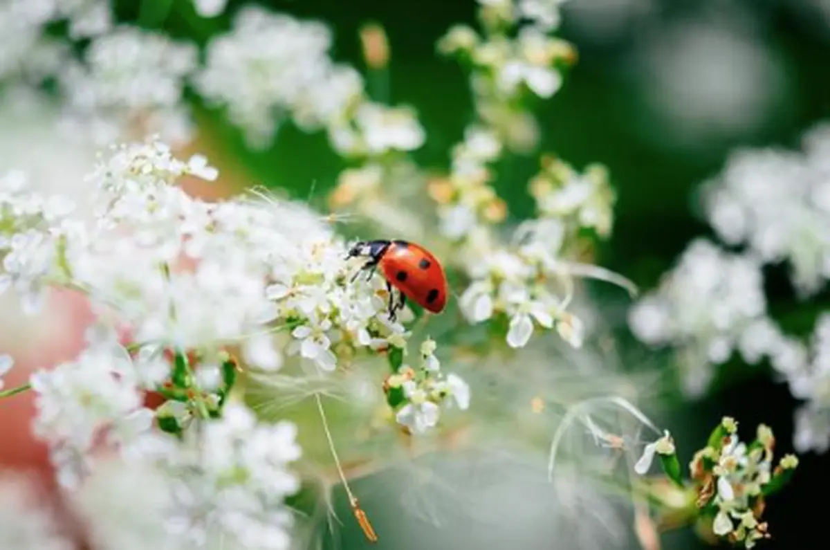 Exposition Insectes, Une Extraordinaire Diversité
