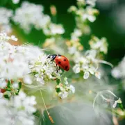 Exposition Insectes, Une Extraordinaire Diversité